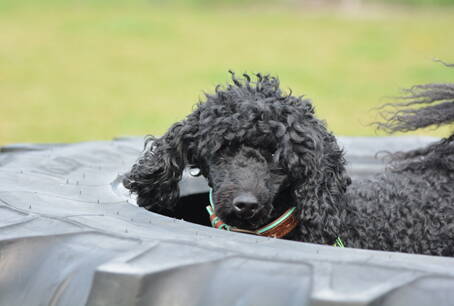 Sensibler Hund Sensibler Hund