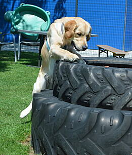 Online-Hundezeit Online-Hundezeit