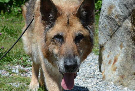 alter Hund alter Hund