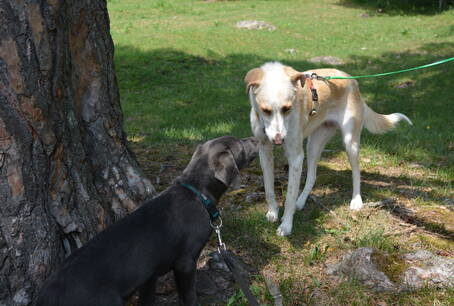 Welpen und JuHu Welpen und JuHu